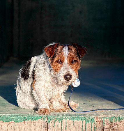Scruffy Little Dog