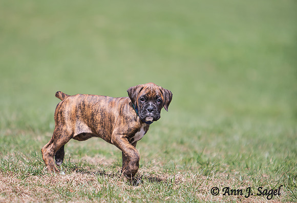 Someday….when I'm a BIG dog….