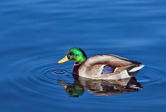 Duck Rings