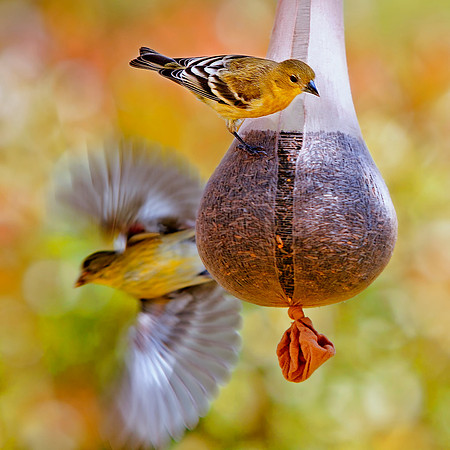 Finch Fly By