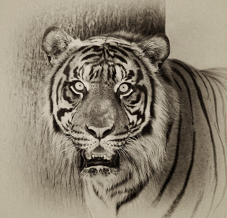 Sumatran Tiger